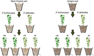 Nitrogen addition alters soil fungal communities, but root fungal communities are resistant to change